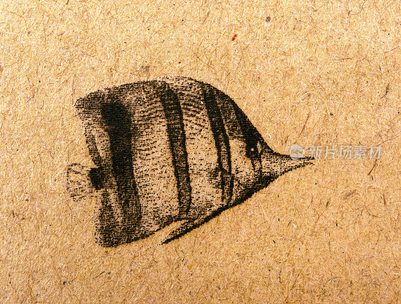 铜纹蝴蝶鱼(Chelmon Rostratus)雕刻图像